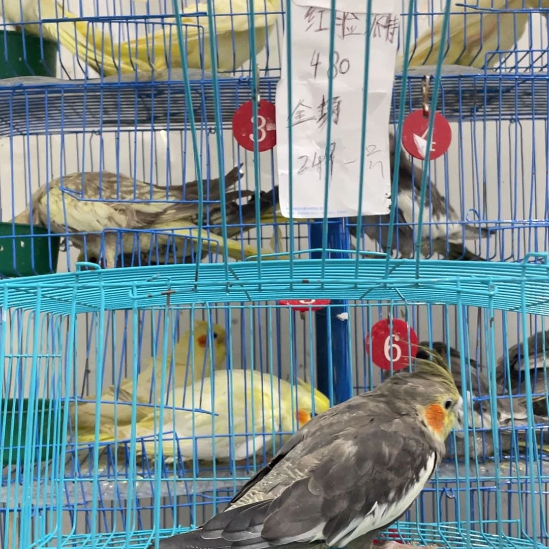玄凤鹦鹉/鸡尾鹦鹉