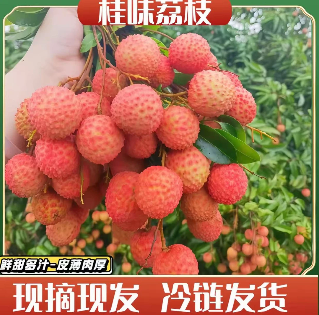 【麻垌荔枝】【东三省新西不发】广西桂味老树荔枝冷链运输新鲜现摘