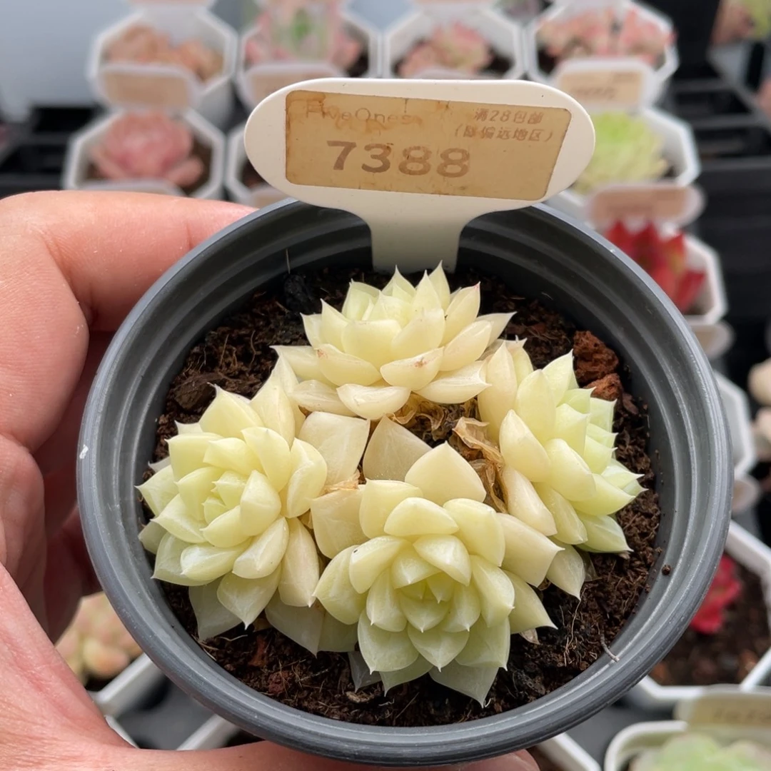 白天鹅7388-7厘米