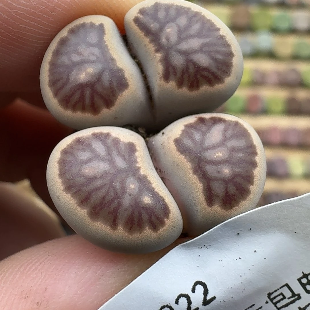 822多肉哈哈哈哈哈哈哈