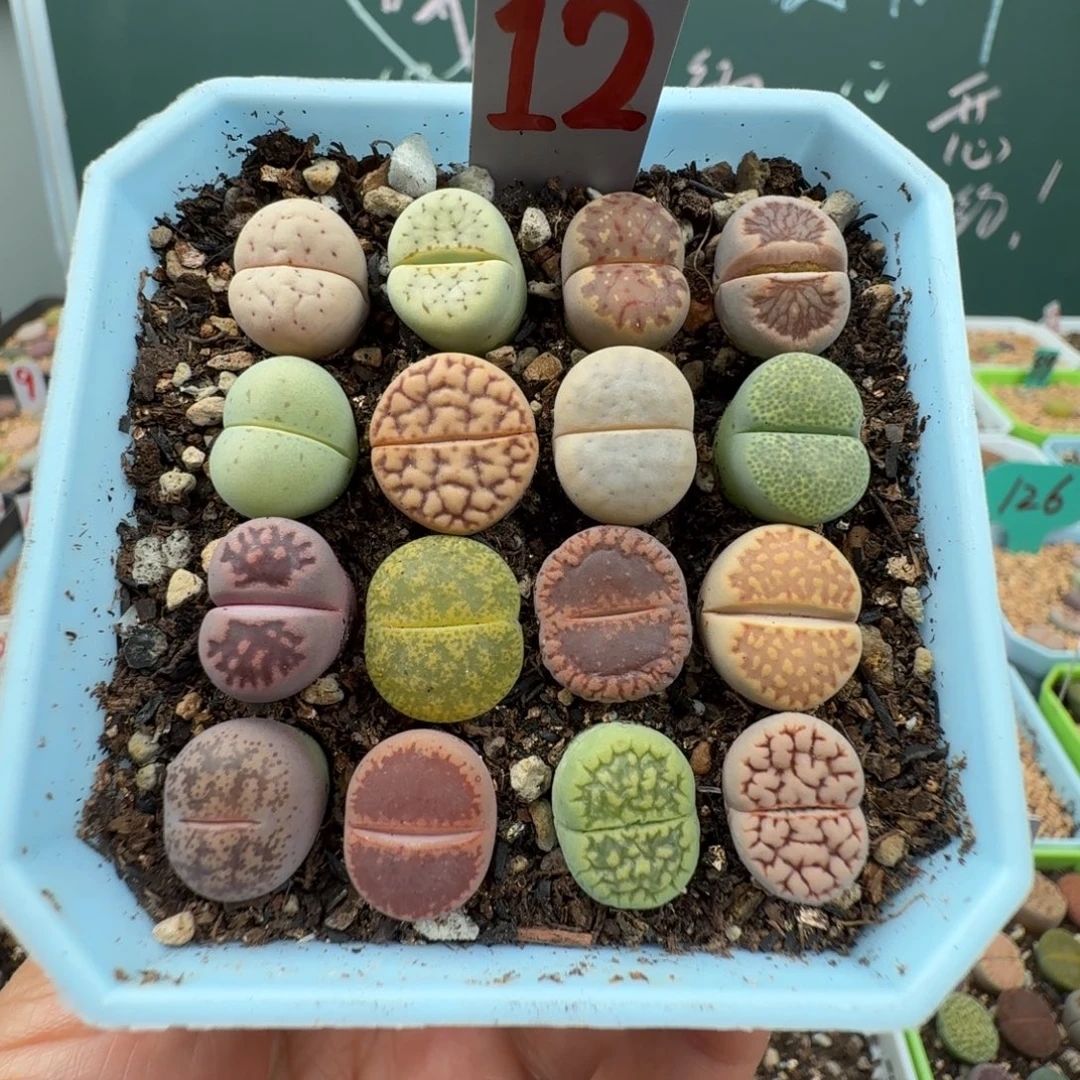 特价彩拼带盆土 12
