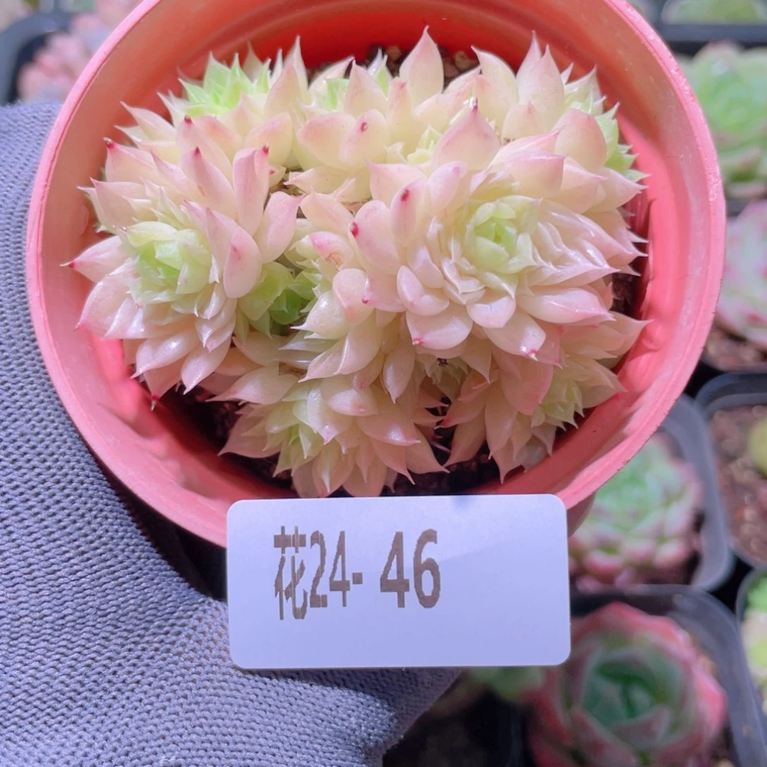 花利美24-46麦秆群
