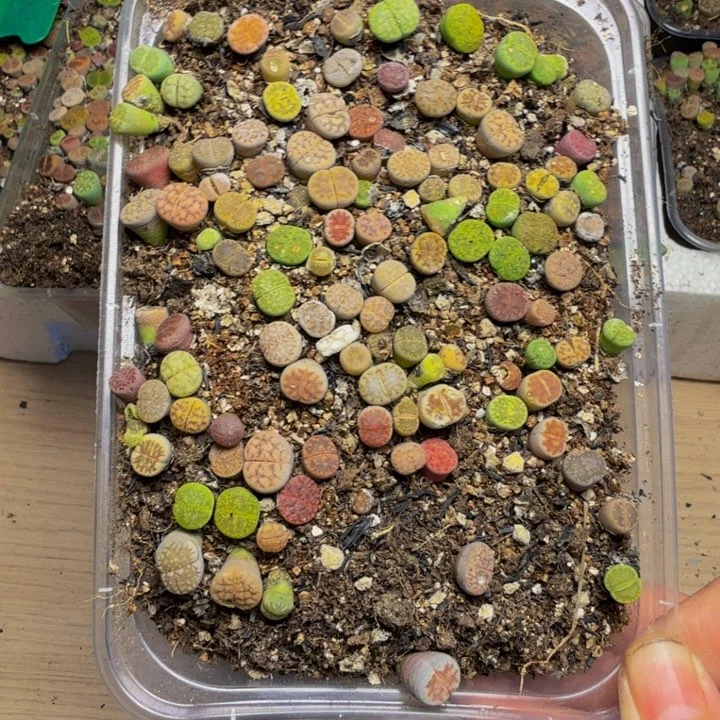 花***)多肉植物和植物等3