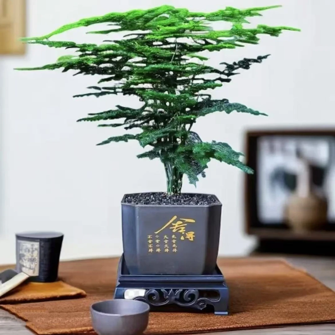 文竹小盆栽盆景室内绿植好养护水培植物云竹盆景带盆花