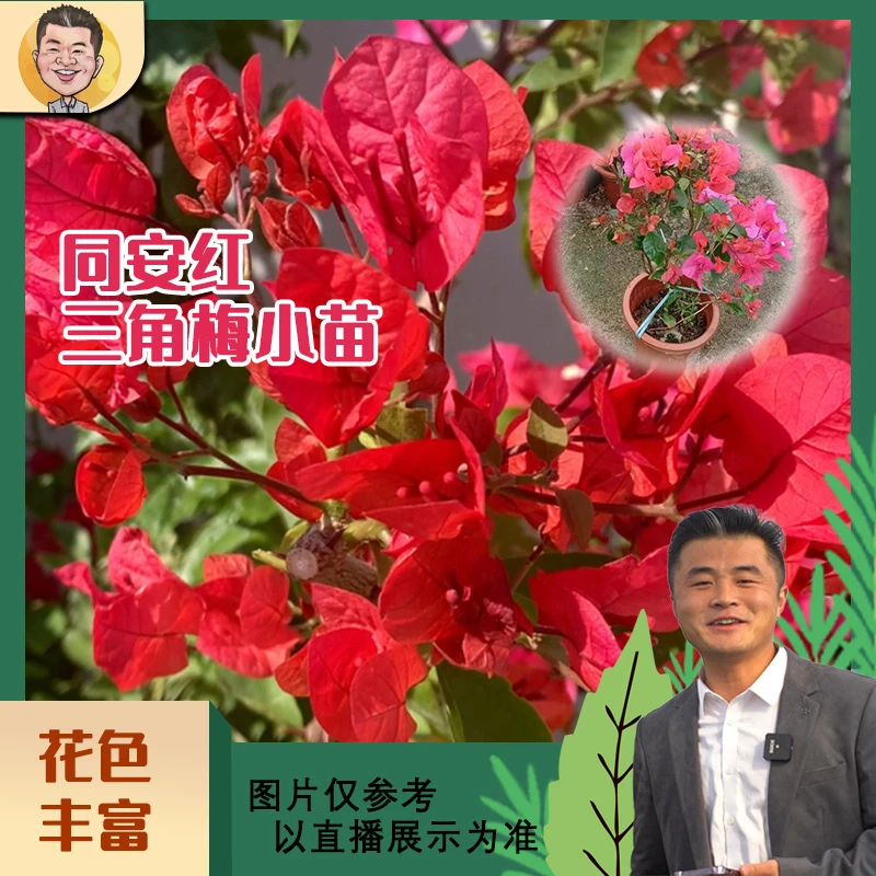 同安红小苗三角梅劲爆来袭！四季开花庭院好养护盆栽