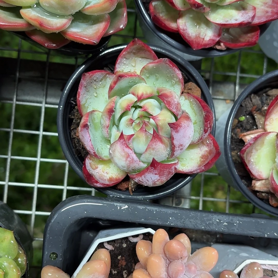 惊鸿仙子9㎝盆参考