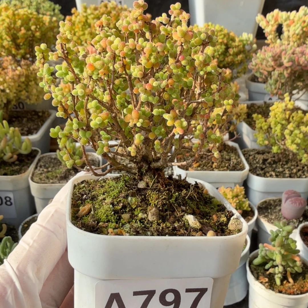 A797金桔糖球枝干