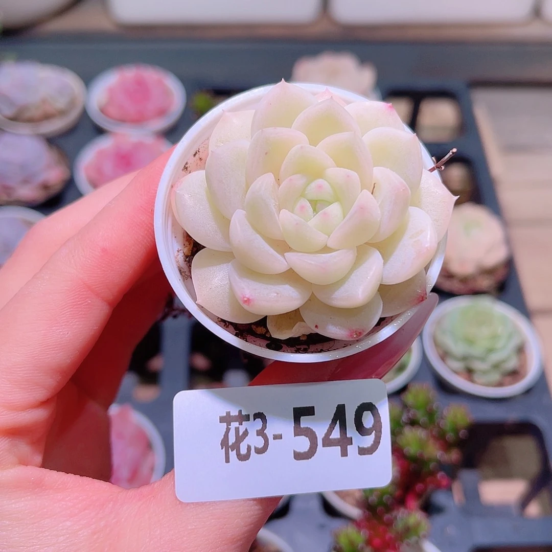 花利美3- 549新品