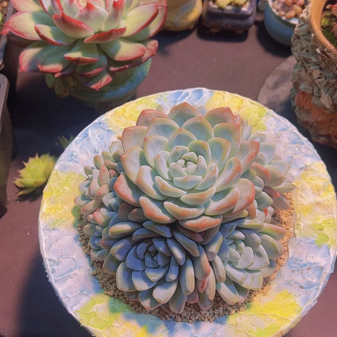 当*奶油冰玉，裸根发货，