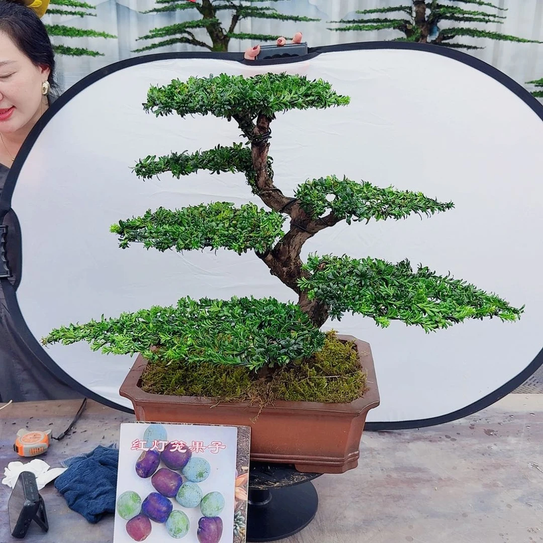 无花朵罗汉松一物一拍888