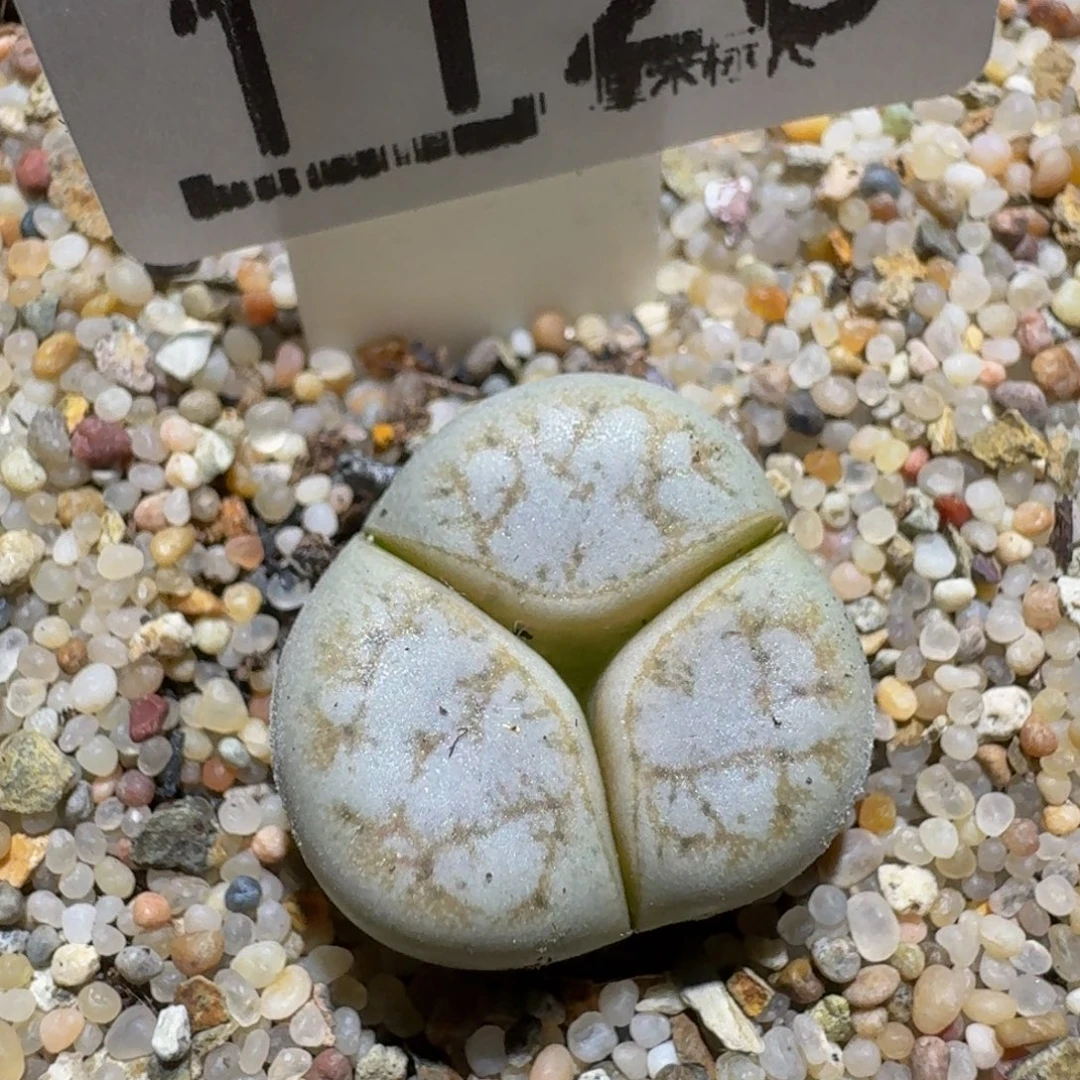 zzzz生石花肉锥1126