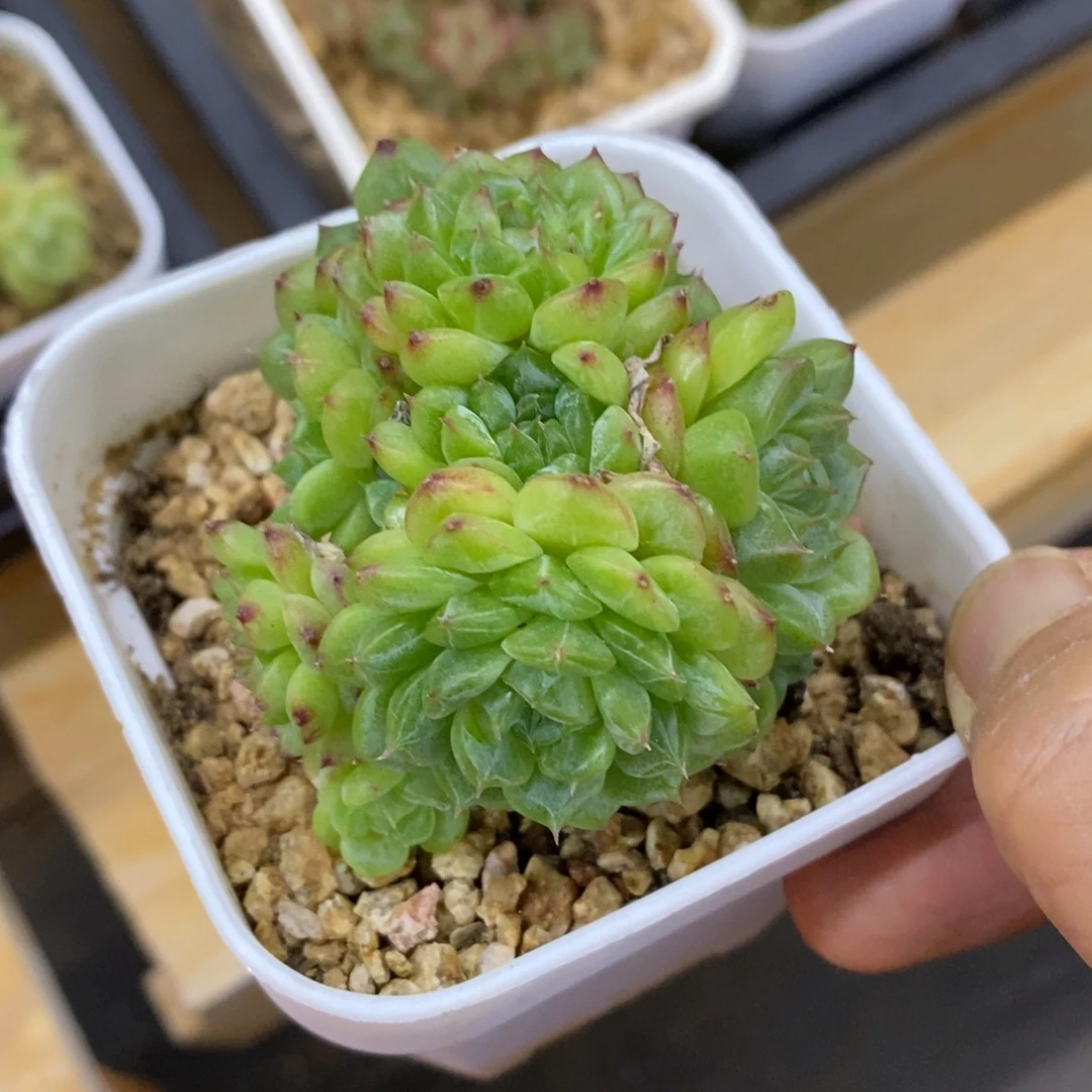 精品多肉一物一拍不包整258