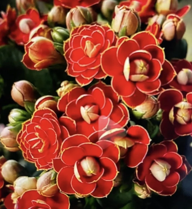 金狐狸长寿花，花苞发货