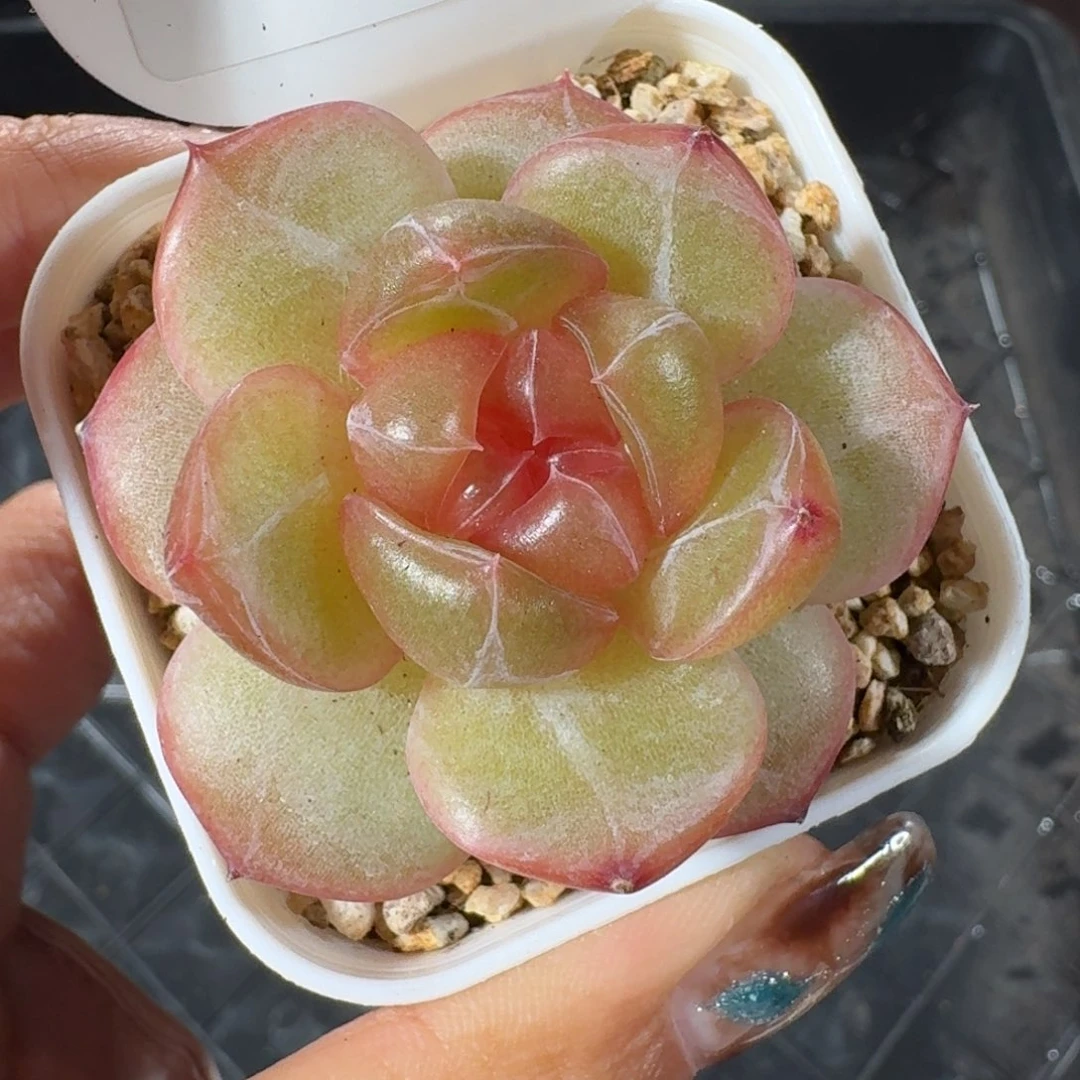 1014-101-3009泰勒