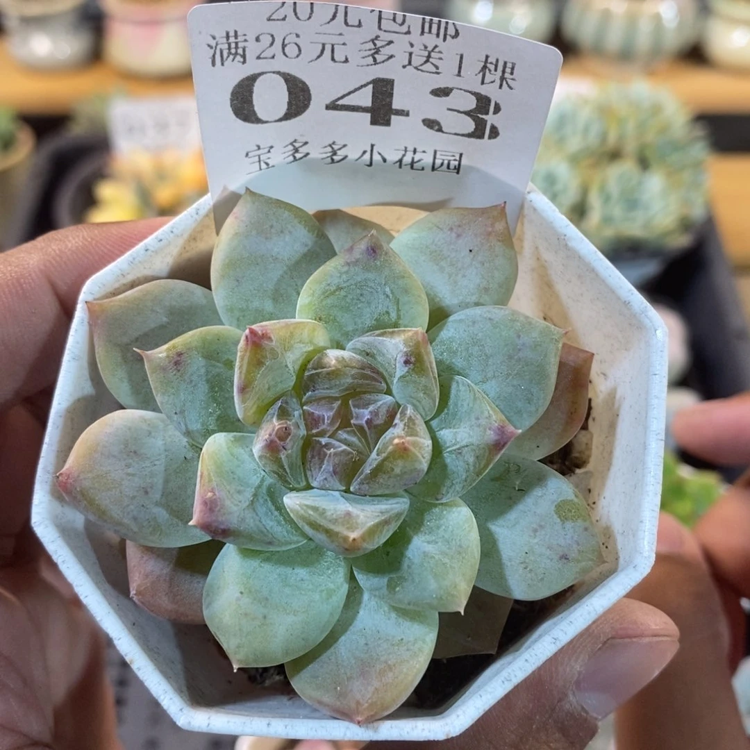 雪芙蓉一物一拍满20包邮满26送精品多肉