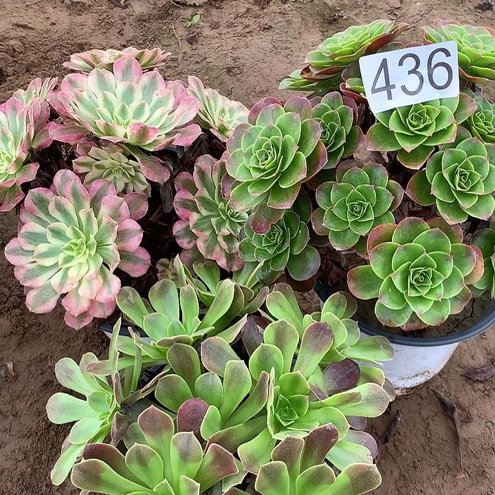 无花朵22.8三颗多肉植物