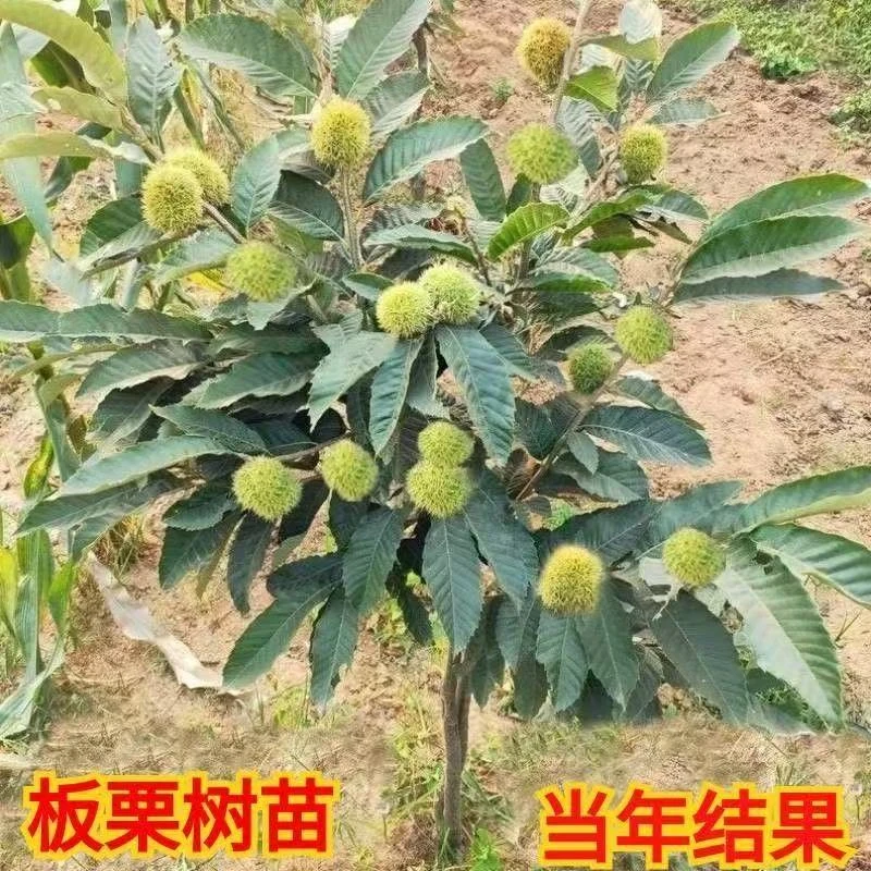 正宗板栗树苗大红袍板栗树苗南北方室内外庭院种植当年种当年结果