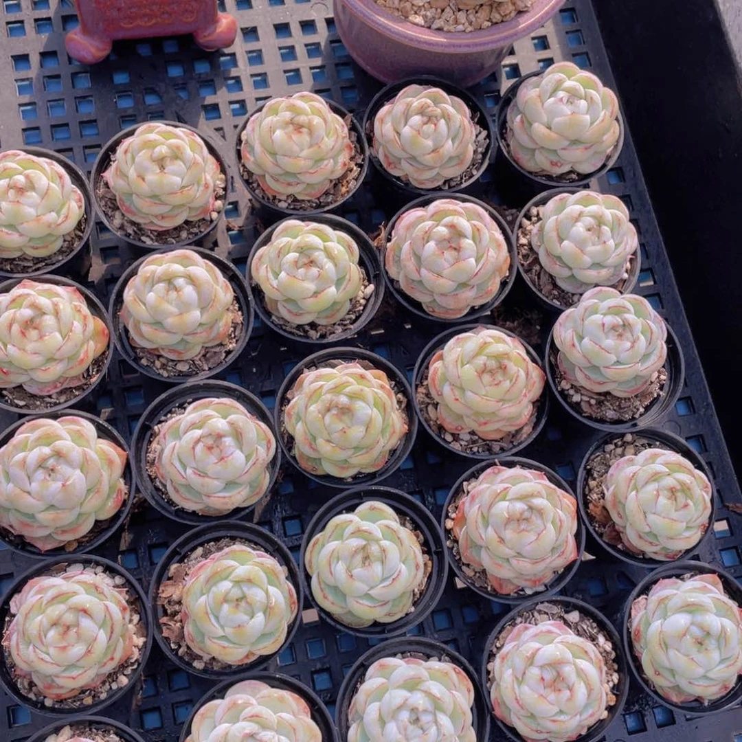 量拍46号珍妮胖虎单头一个