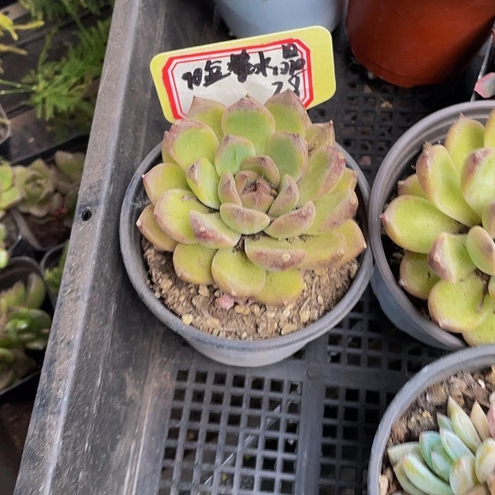 90盆黑水晶玫瑰带盆土