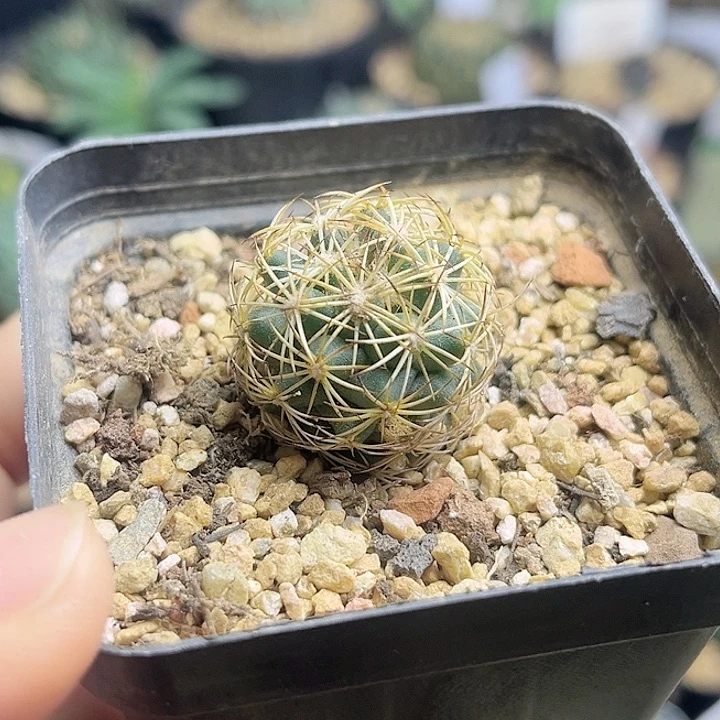 实生顶花球一颗一物一拍