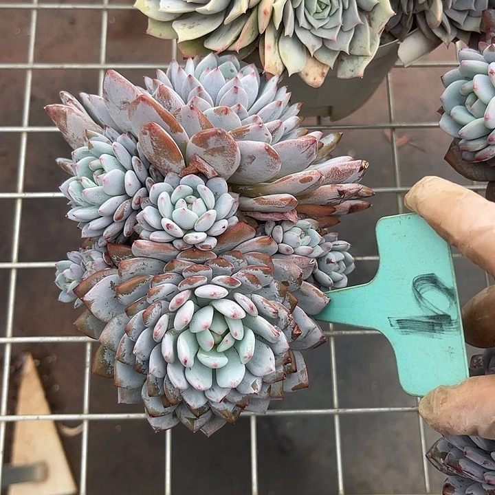 两单包邮，一物一拍9星星橙