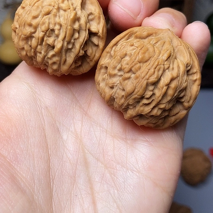 大叶紫檀（黑酸枝木类）野生果圆果头果35尺
