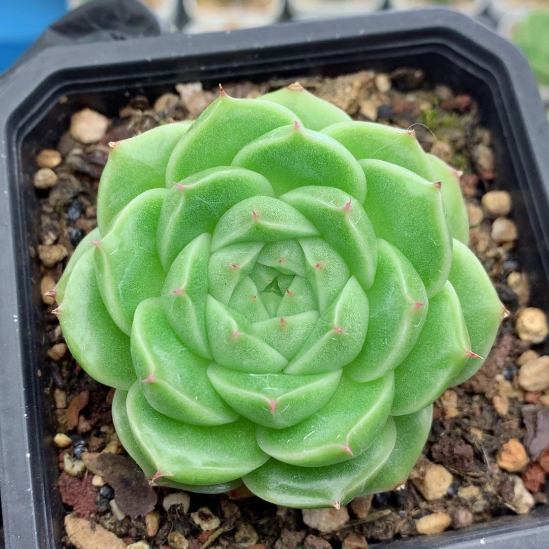 58包邮  群生不包整麦秆111