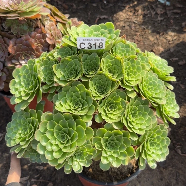 魅灵玫瑰……多肉植物……