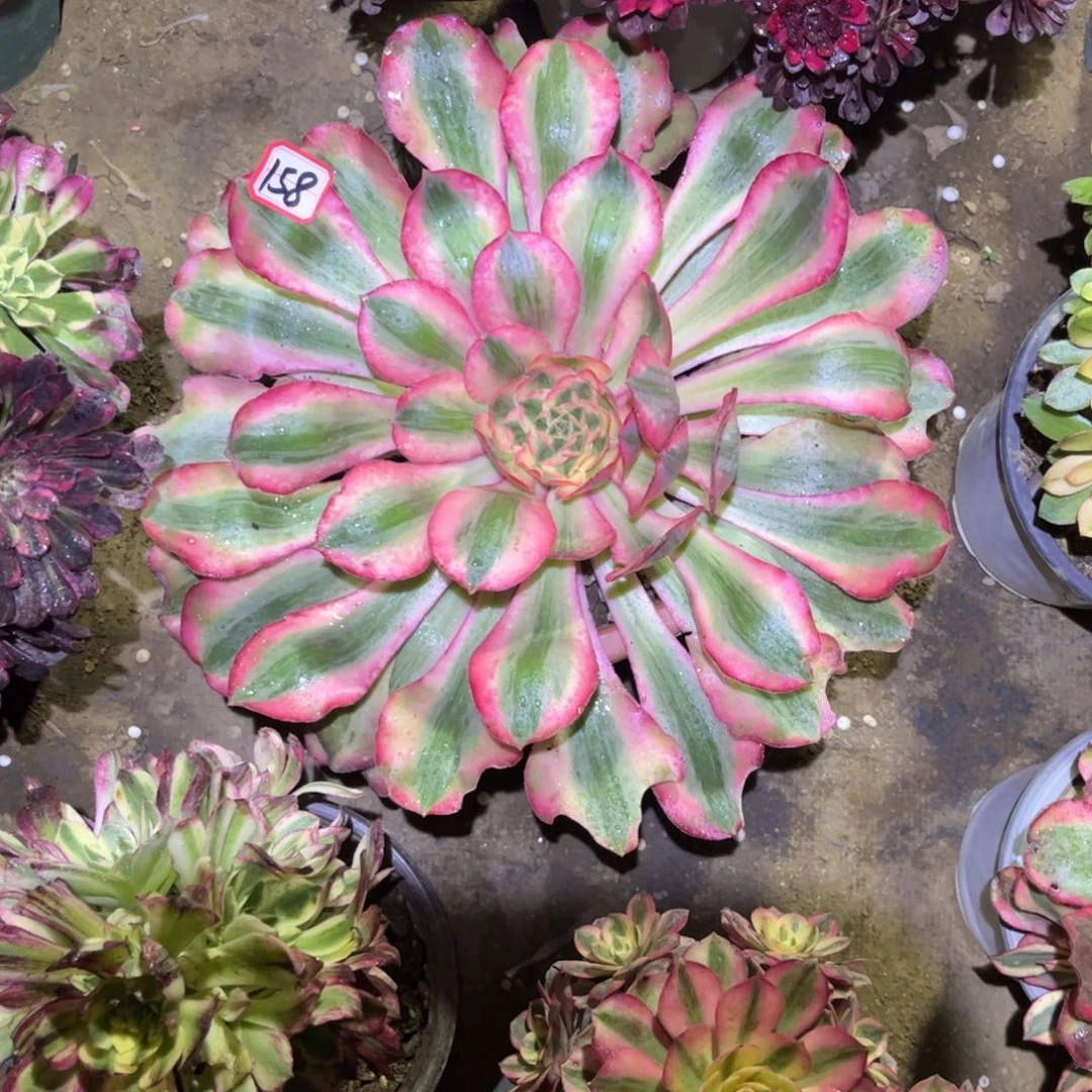 158多肉植物爱丽丝两圈头