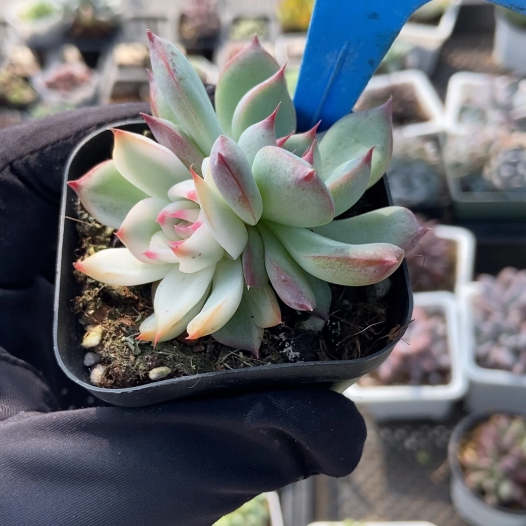 7吉娃娃锦多肉植物