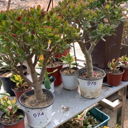 建074075姬红两颗脱土发货