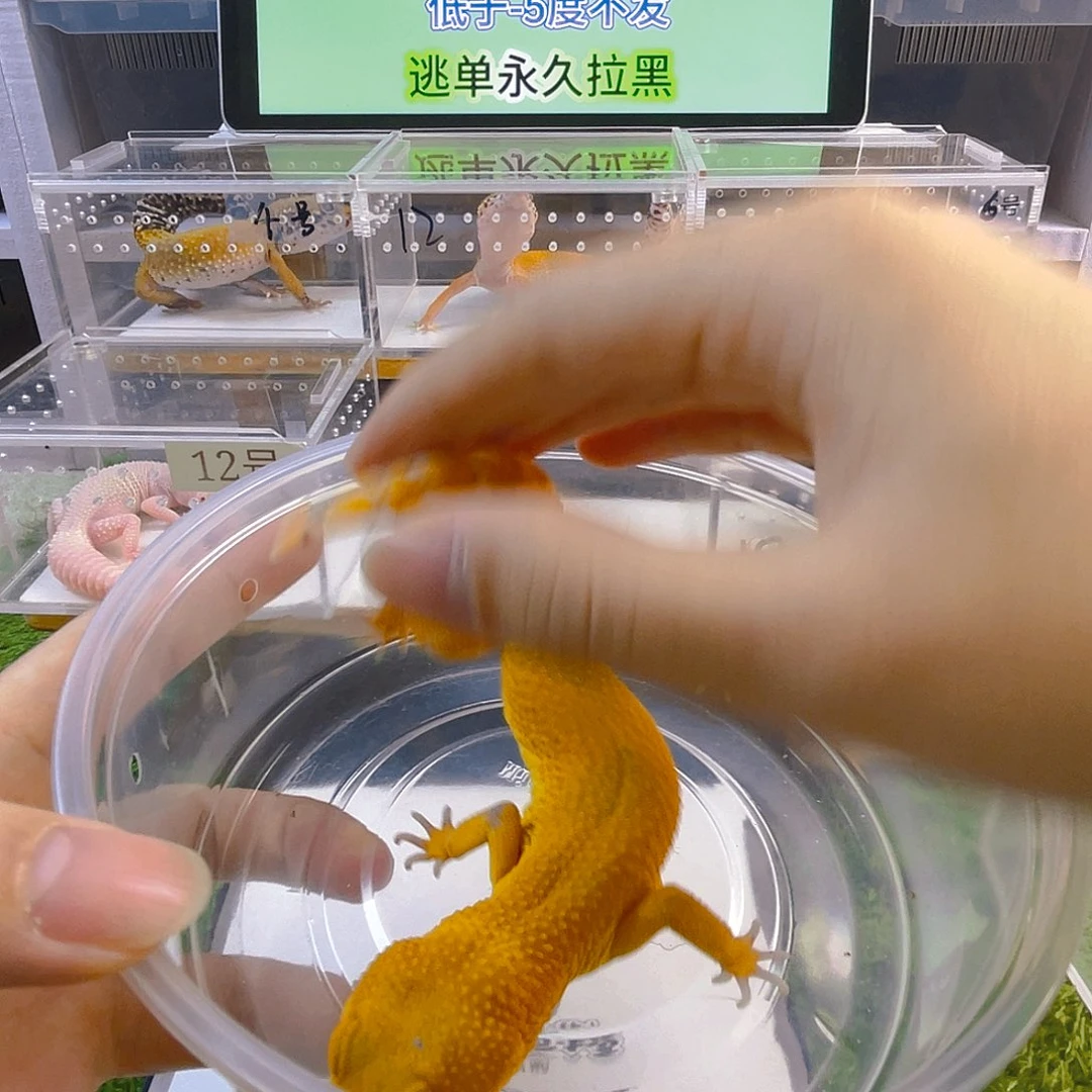 豹纹守宫守宫好看可爱迷人