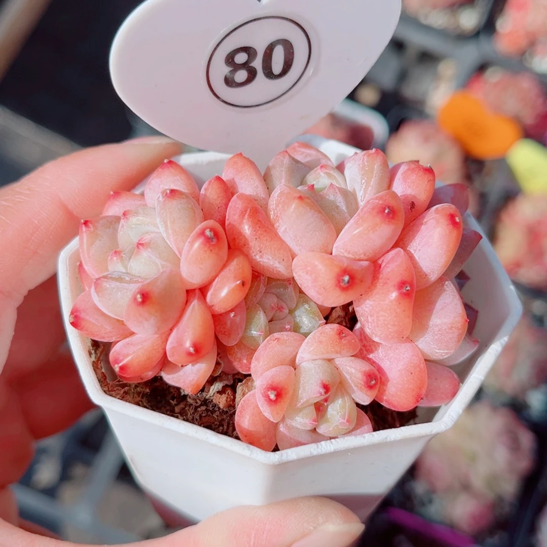 80号小老桩糖心群