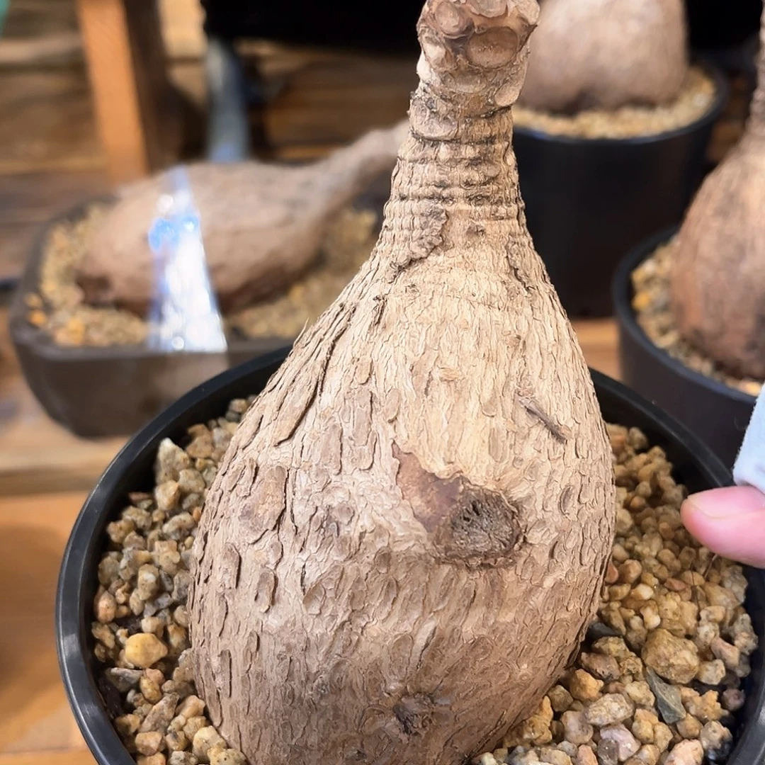 潮流植物 奇异油柑