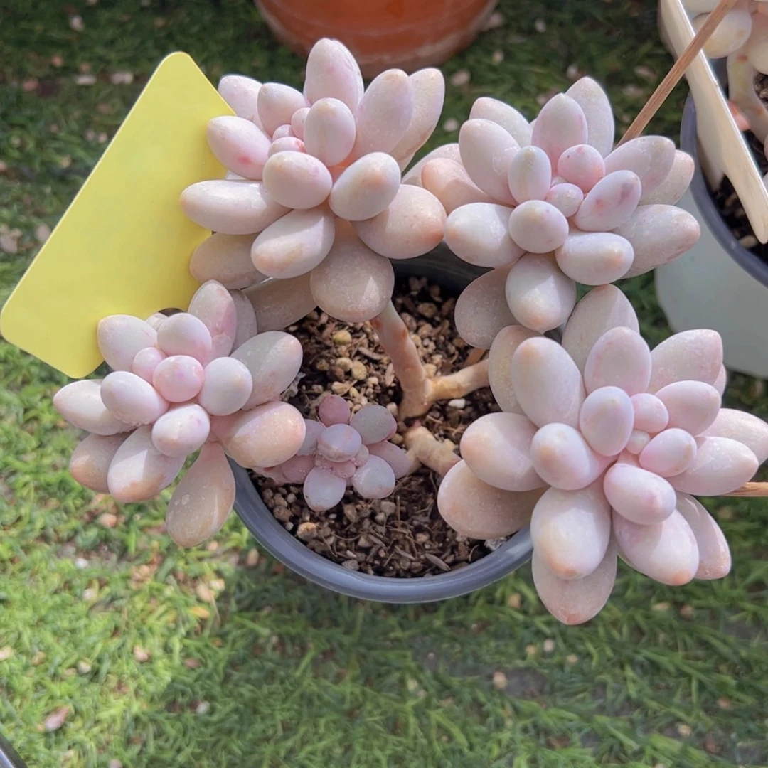 香玉的故事是一个人的故事