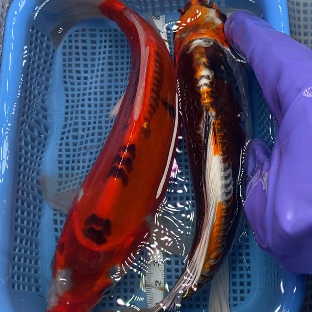 锦鲤冷水锦鲤包邮