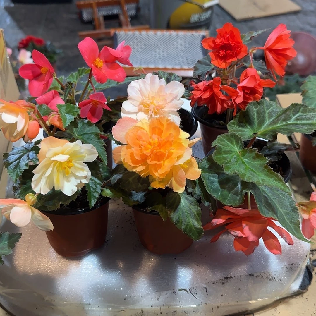 90杯6色景观 球根海棠