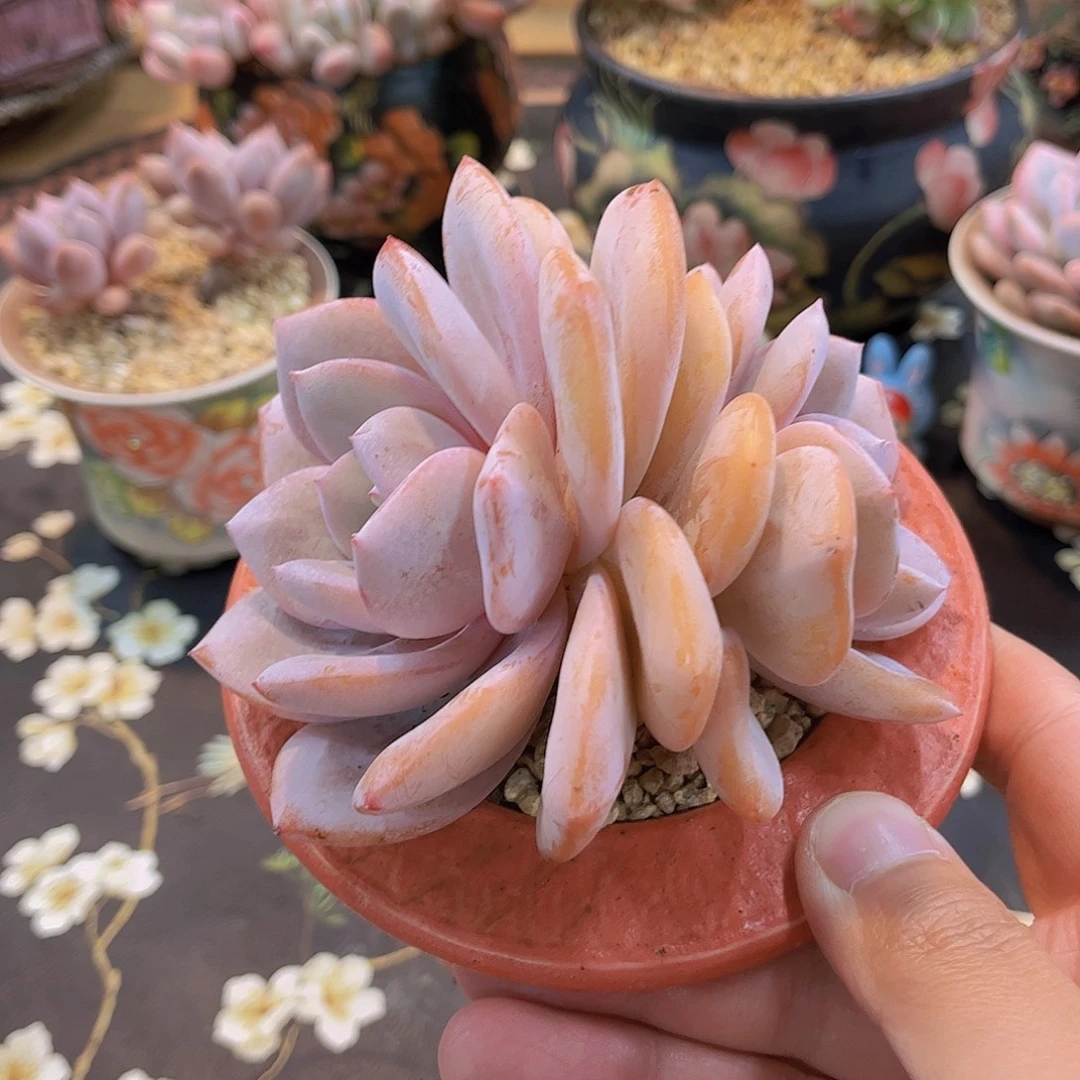 韩版奶茶老桩多肉