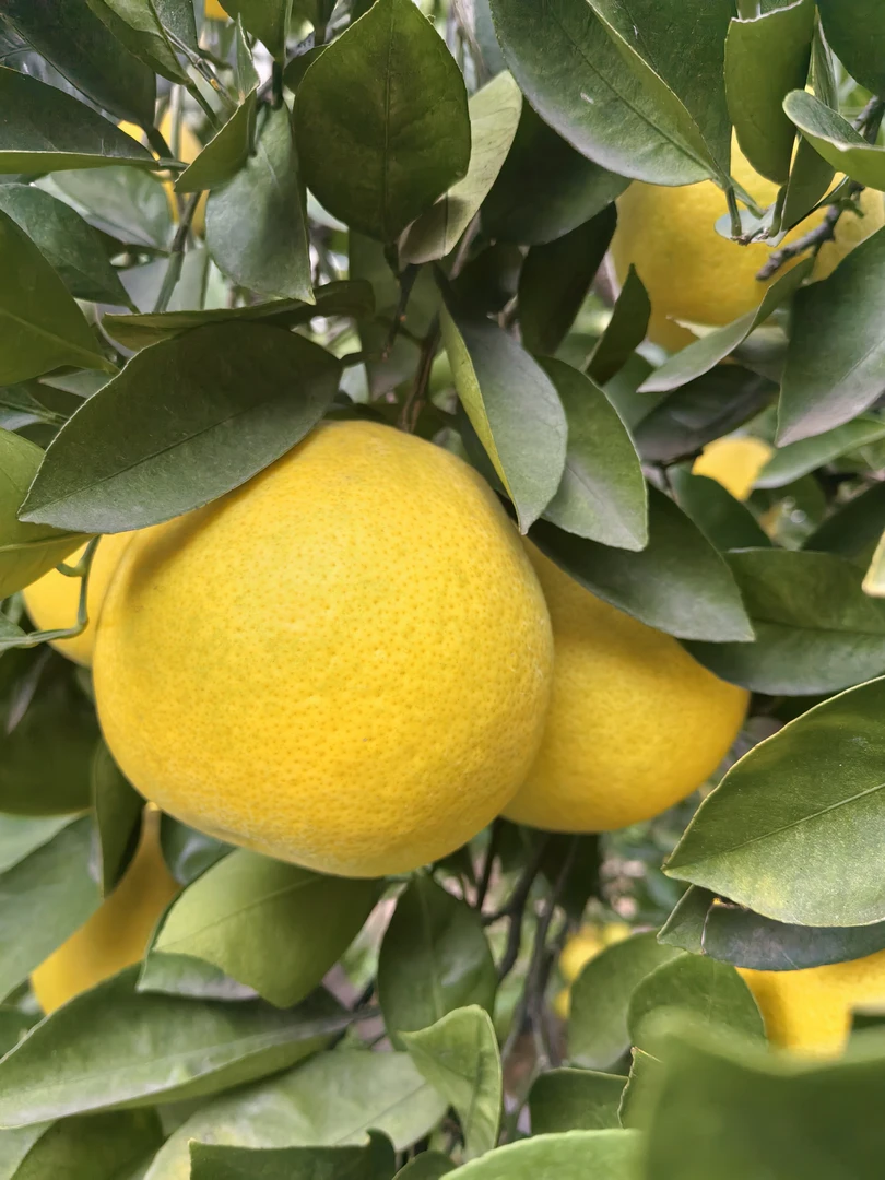 粉丝福利（仅限关注拥有）自家种植常山胡柚酸甜多汁原产地直发