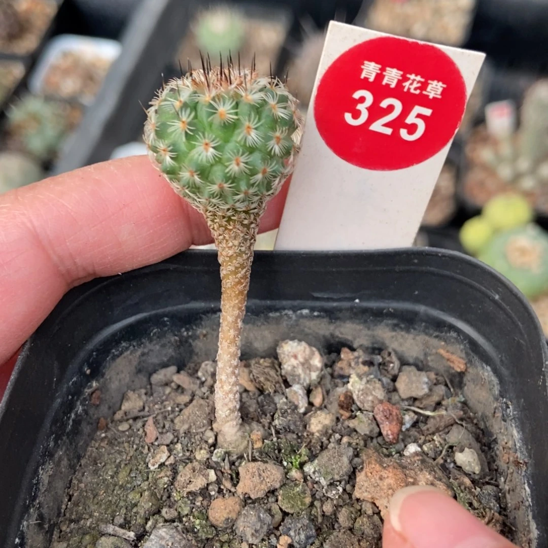 实生赤花美针玉2.1cm一棵仙人球