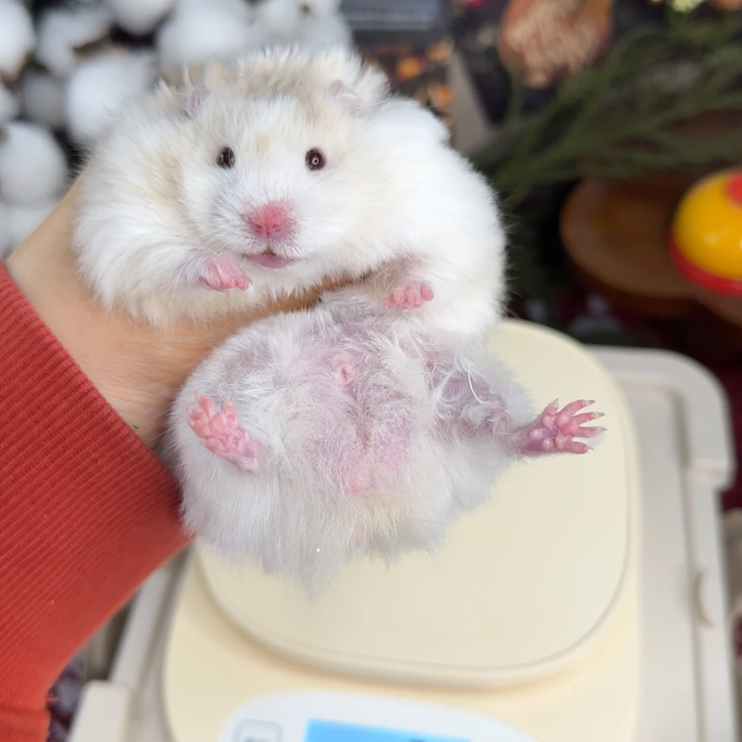 鸽灰波弟弟10.18生日