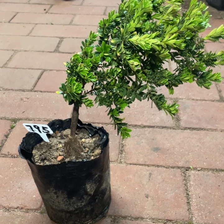 红***杉以实际为准黑珍珠795