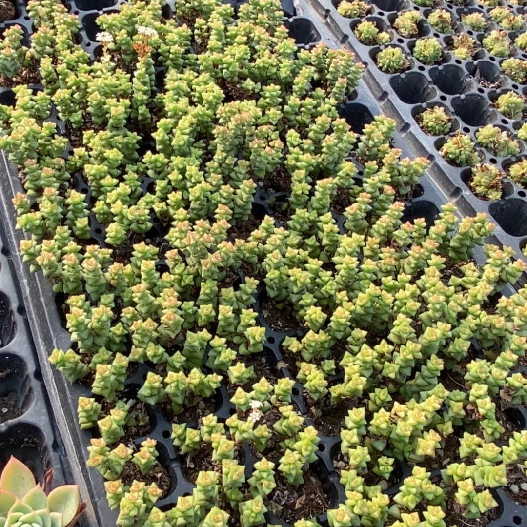 小米星满10元包邮起拍