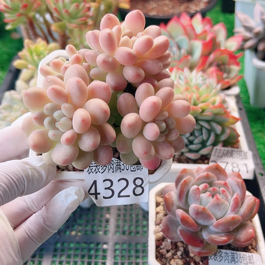 无花朵多肉一物一拍植物4328