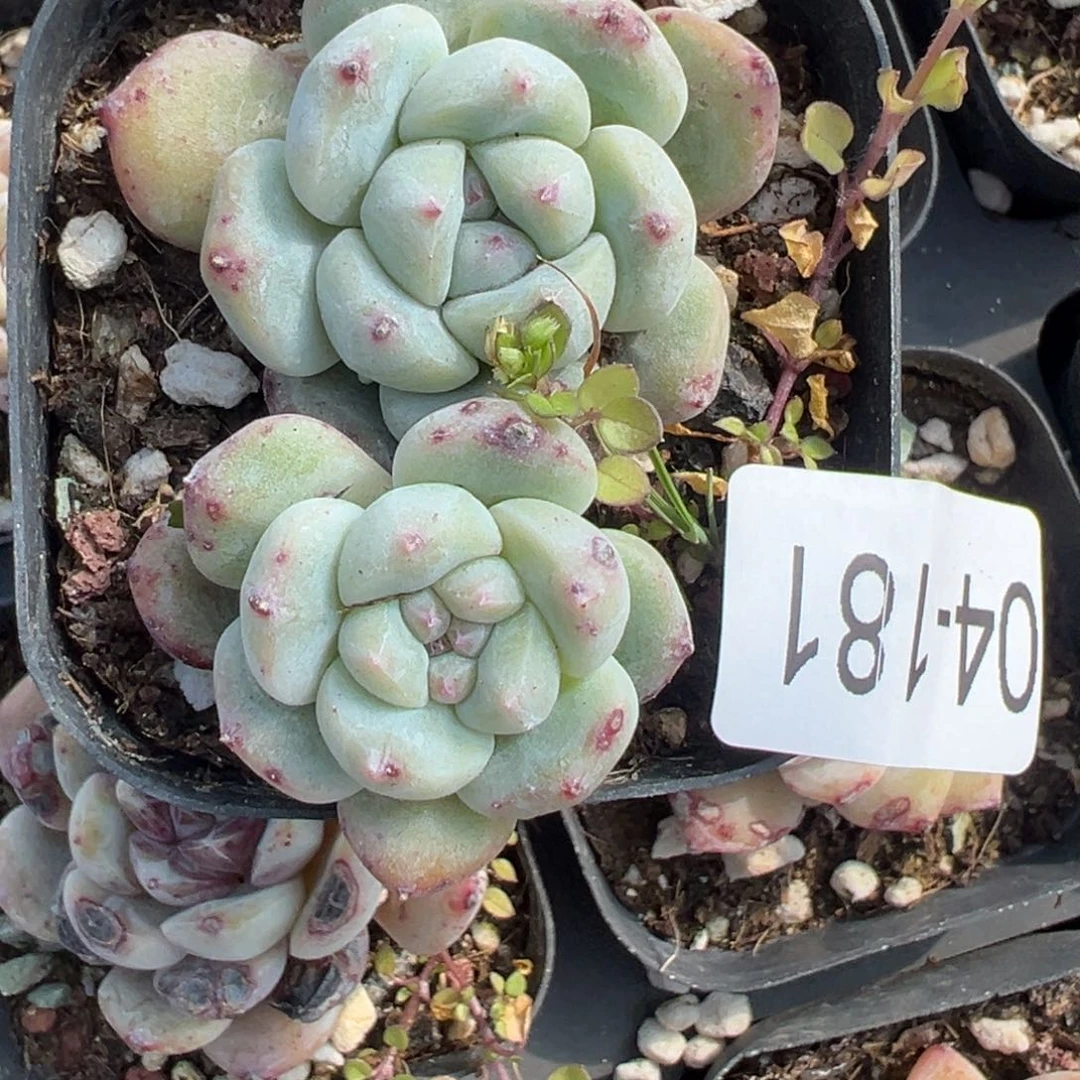 小卡拉米糖心一物一拍4-181