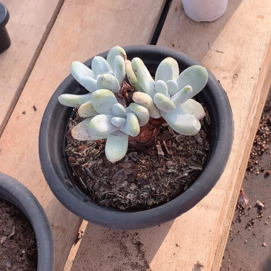 多肉植物多肉植物