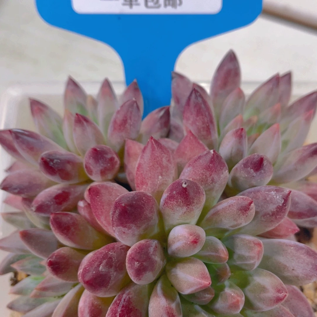 0627-27-虞美人羽毛体风福利一颗