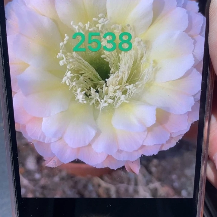 香香新2538侧芽2-2.5公分左右