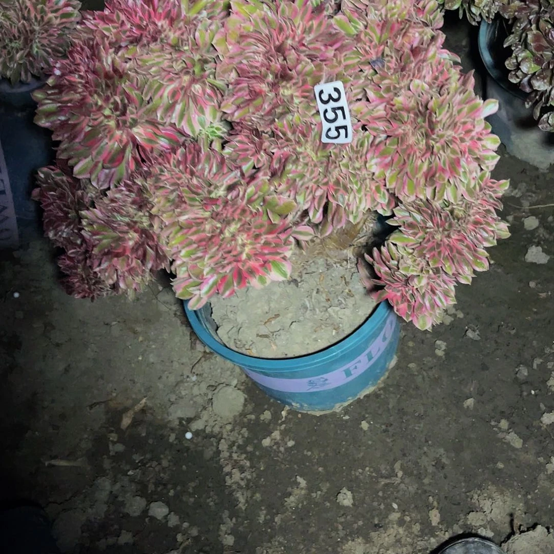 法师法师15–24包邮法师n