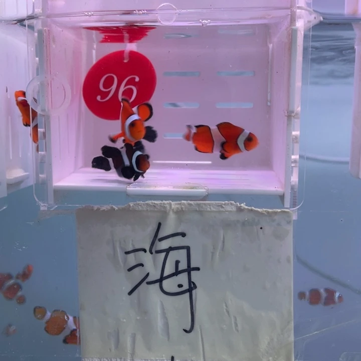 海水鱼精品混搭4条3-4